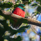 Bird - Riaan Jacobs Photography - Xplorioâ„¢ Gansbaai