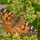 Butterfly - Riaan Jacobs Photography - Xplorioâ„¢ Gansbaai