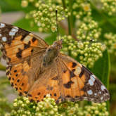 Butterfly - Riaan Jacobs Photography - Xplorioâ„¢ Gansbaai