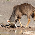 Mineral Lick - Riaan Jacobs Photography - Xplorioâ„¢ Gansbaai