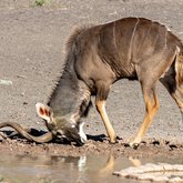 Mineral Lick - Riaan Jacobs Photography - Xplorioâ„¢ Gansbaai