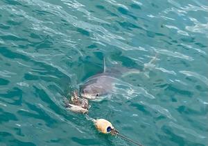 EXCITINGÂ NEWS: The Great White Sharks are back in Gansbaai!