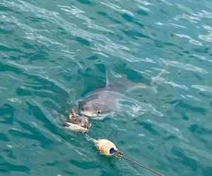EXCITINGÂ NEWS: The Great White Sharks are back in Gansbaai!