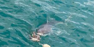 WhatsApp_Image_2022_06_25_at_5.15.32_PM_1656317032