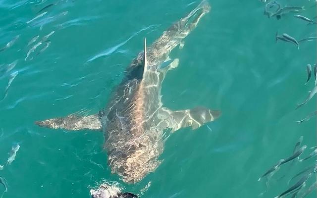 WhatsApp_Image_2022_06_26_at_1.41.36_PM_1656317033