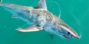 WhatsApp_Image_2022_06_26_at_1.41.39_PM_1_1656317034