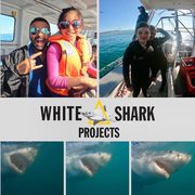 Family-Friendly Shark Cage Diving