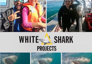 Family-Friendly Shark Cage Diving