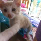 Kitten - Caledon Dieresorg - Xplorioâ„¢ Caledon