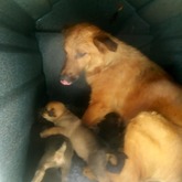 Moomy and puppies - Caledon Dieresorg - Xplorioâ„¢ Caledon