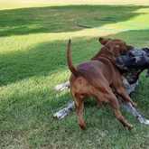 Playing dogs - Caledon Dieresorg - Xplorioâ„¢ Caledon