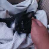 black kitten - Caledon Dieresorg - Xplorioâ„¢ Caledon