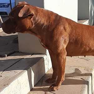 Steffie - Caledon Dieresorg - Xplorioâ„¢ Caledon