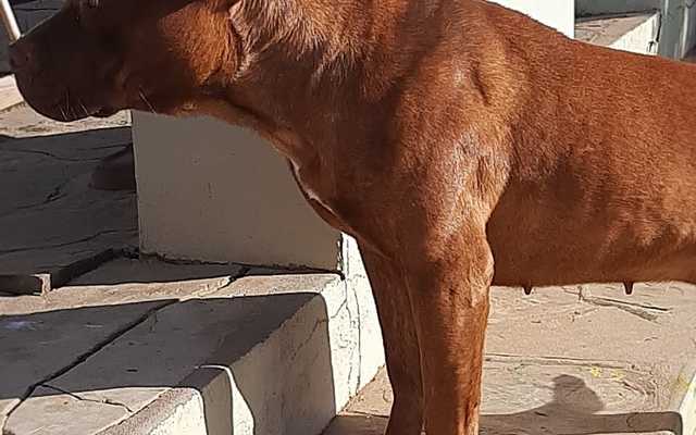 Steffie - Caledon Dieresorg - Xplorioâ„¢ Caledon