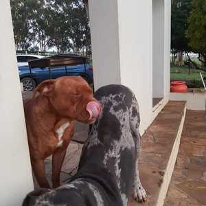 Dog pair - Caledon Dieresorg - Xplorioâ„¢ Caledon