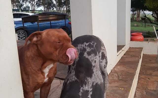 Dog pair - Caledon Dieresorg - Xplorioâ„¢ Caledon