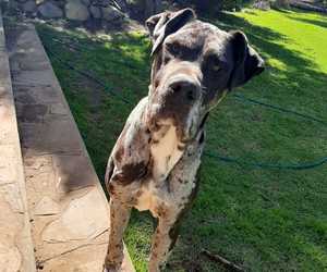 Op Soek Na 'n Nuwe Forever Home