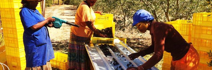 Olives - Bakenshoogte - Xplorioâ„¢ Botrivier