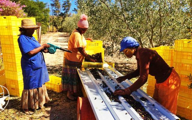 Olives - Bakenshoogte - Xplorioâ„¢ Botrivier