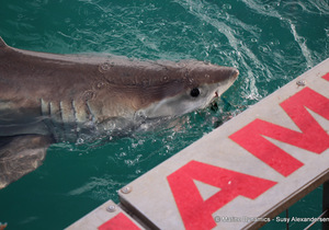 Die Grootwithaai is in (Klein)baai!