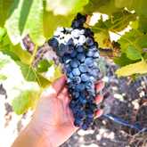 Grapes - Arcangeli Wines - Xplorioâ„¢ Botrivier