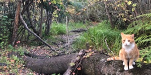 River ramble forest magic