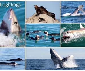 Marine Big 5 Trips: 29 + 30 June 2022