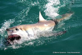 Next Marine Dynamics Shark Cage Diving Trip: 30 June 2022