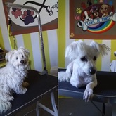 Dog Grooming Before and After - Claws & Paws - Xplorioâ„¢ Gansbaai