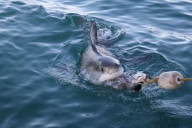 Shark Cage Diving with Great White Sharks