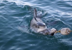 Shark Cage Diving with Great White Sharks
