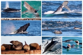 Next Dyer Island Marine Big 5 Tour: 5 July 2022