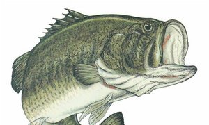 Gansbaai Fresh Water Fishing Competition