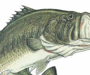 Gansbaai Fresh Water Fishing Competition