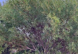 How To Identify Alien Trees