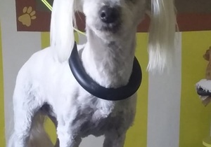 Professional Pet Grooming Spa in Gansbaai