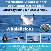 Next Dyer Island Marine Big 5 Tour: 9 JulyÂ 2022