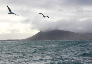 Daily Blog: 10 July 2022 | Shark Cage Diving in South Africa