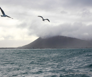 Daily Blog: 10 July 2022 | Shark Cage Diving in South Africa