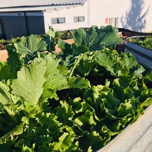 Lettuce - RAW - Xplorioâ„¢ Greyton