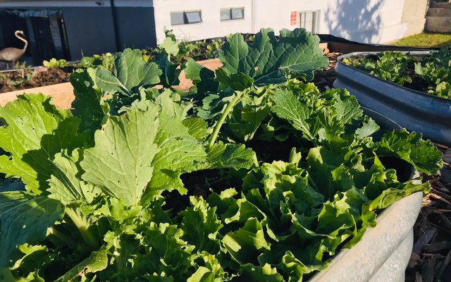 Lettuce - RAW - Xplorioâ„¢ Greyton