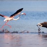 Photo Credit: Dionne Miles - De Hoop Collection - Xplorioâ„¢ Bredasdorp