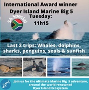 Next Dyer Island Marine Big 5 Tour: 19 JulyÂ 2022