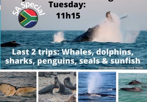 Next Dyer Island Marine Big 5 Tour: 19 JulyÂ 2022