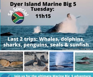Next Dyer Island Marine Big 5 Tour: 19 JulyÂ 2022