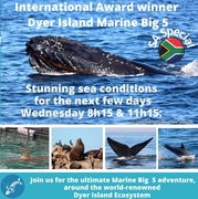 Next Dyer Island Marine Big 5 Tour: 20 JulyÂ 2022