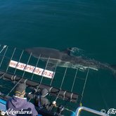 Watch as They Glide By