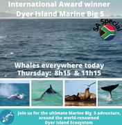 Next Dyer Island Marine Big 5 Tour: 21 JulyÂ 2022