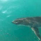 Great White Shark - White Shark Projects - Xplorioâ„¢ Gansbaai