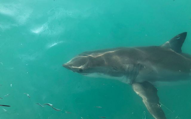 WhatsApp_Image_2022_07_21_at_10.11.10_AM_1_1658396899